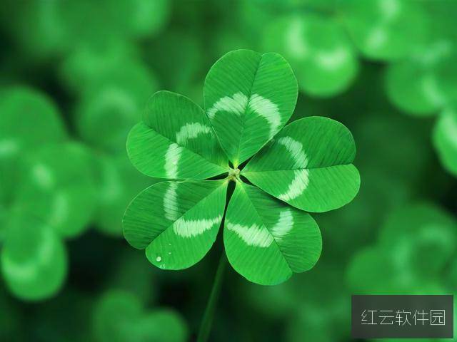 四叶草M码和欧洲码的区别解析，如何正确选择尺码